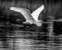 White Egret Flying 16x20