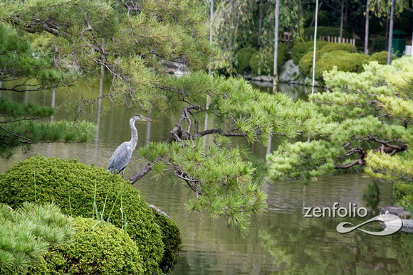 Green Heron in Temple Garden, Kyto, Japan