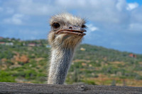 Ostrich Head, Aruba