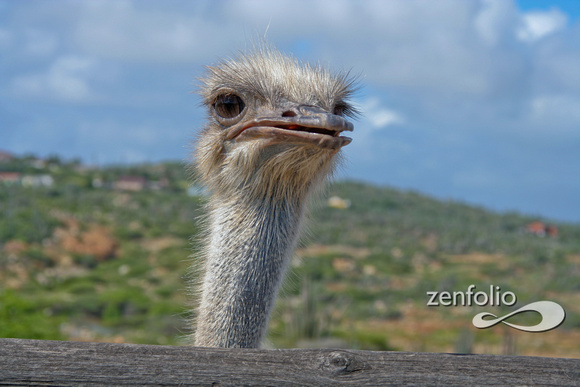 Ostrich Head, Aruba