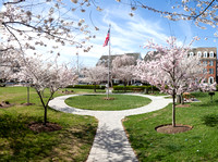 Clubhouse Lawn Panorama I