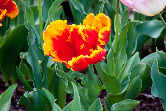 Powers Tulip Garden