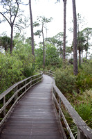 Corkscrew Swamp, Florida, February 2012