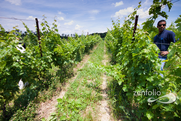Wine Harvest Field Trip