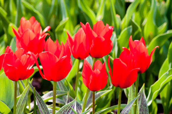 Powers Tulip Garden